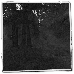 nemorosusrc1